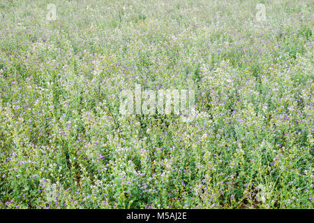 Campo di erba medica. Fienagione dall'erba medica. Campo di fioritura in primavera Foto Stock