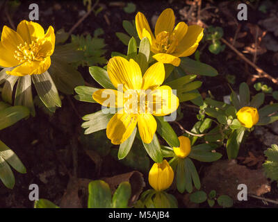 Close up di piccoli di colore giallo brillante fiore di primavera sul pavimento; essex; Inghilterra; Regno Unito Foto Stock