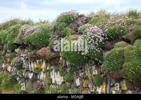 Asciugare la parete in pietra con Ameria maritima, parsimonia, mare parsimonia - Cornwall, Regno Unito Foto Stock