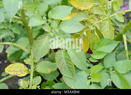 Potato leaf blight sulla patata maincrop fogliame, un problema fungino Phytophthora infestans ed è una malattia che causa la formazione di macchie sui ritardi di foglie di patata. Foto Stock