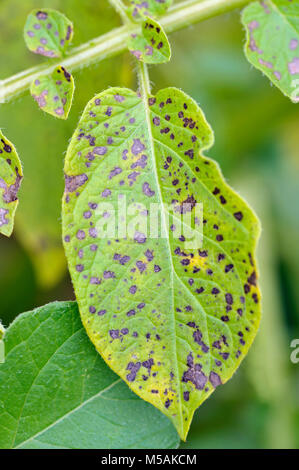 Potato leaf blight sulla patata maincrop fogliame, un problema fungino Phytophthora infestans ed è una malattia che causa la formazione di macchie sui ritardi di foglie di patata. Foto Stock