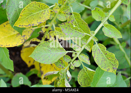 Potato leaf blight sulla patata maincrop fogliame, un problema fungino Phytophthora infestans ed è una malattia che causa la formazione di macchie sui ritardi di foglie di patata. Foto Stock