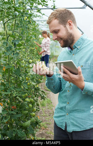 Due scienziati in serra la ricerca di colture di pomodoro con tavoletta digitale Foto Stock