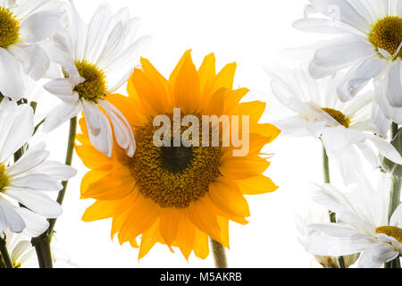 Colorato piccolo girasole e fiori di colore bianco retroilluminato con uno sfondo bianco Foto Stock