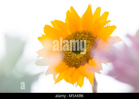 Colorato piccolo girasole e fiori di colore bianco retroilluminato con uno sfondo bianco Foto Stock