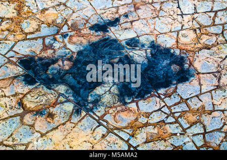 Impressione di un pesce che si trova quando la marea è fuori sul mudstone a Kimmeridge bay nel Dorset. Foto Stock