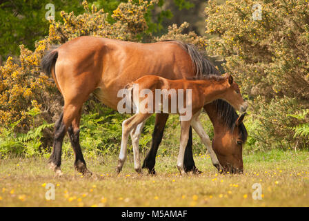 New Forest pony il roaming il parco nazionale durante l'estate. Foto Stock