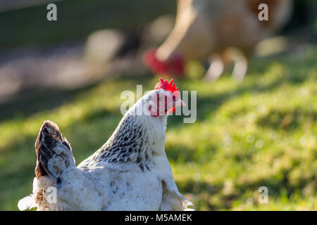 Bianco e nero a Livorno il pollo con il rosso pettine verticale Foto Stock