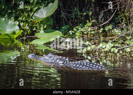 Il coccodrillo americano parzialmente sommerso lungo la sponda del fiume del St Johns nella Florida Centrale vicino a molla blu parco dello stato. Foto Stock