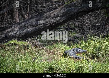 Il coccodrillo americano lungo la riva erbosa del fiume del St Johns nella Florida Centrale vicino a molla blu parco dello stato. Foto Stock