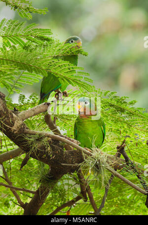 Giallo-fatturati Amazon Parrot (Amazona collaria) sono vulnerabili, endemica in Giamaica, wild Foto Stock