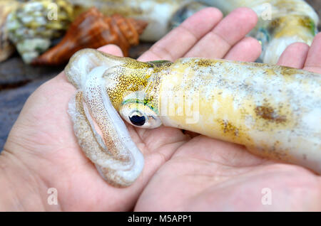 Fresco e dolce vita seppie in mani dal mercato della pesca in Thailandia foto in esterno illuminazione nuvoloso. Foto Stock