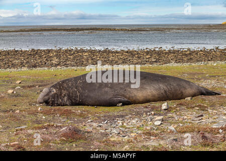 Maschio (Bull) guarnizione di elefante rilassante sulla spiaggia nelle isole Falkland Foto Stock