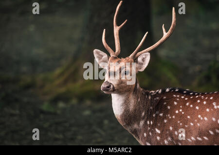 Ritratto di un giovane maschio dal daino, con lunghe corna e macchie bianche, in una foresta scura. Foto Stock