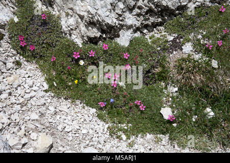 Pink Cinefroil cresce in Val Gardena il Sud delle Dolomiti Tirolo Italia Foto Stock