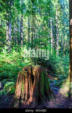 Un giovane albero cresce da un vecchio ceppo in alti verde bosco con MOSS, felce e alberi Foto Stock