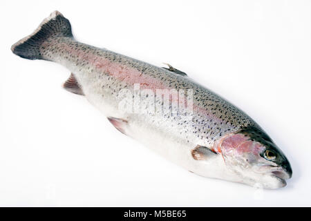 La trota arcobaleno catturati di Pesca a Mosca Report di Pesca su un serbatoio nel Dorset England Regno Unito GB. Fotografato su uno sfondo bianco. Foto Stock