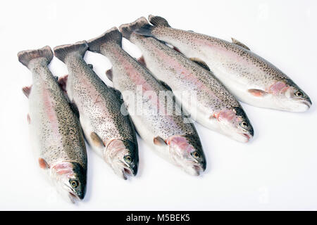 La trota arcobaleno catturati di Pesca a Mosca Report di Pesca su un serbatoio nel Dorset England Regno Unito GB. Fotografato su uno sfondo bianco. Foto Stock