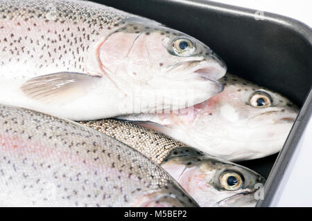 La trota arcobaleno catturati di Pesca a Mosca Report di Pesca su un serbatoio nel Dorset England Regno Unito GB. Fotografato su uno sfondo bianco. Foto Stock