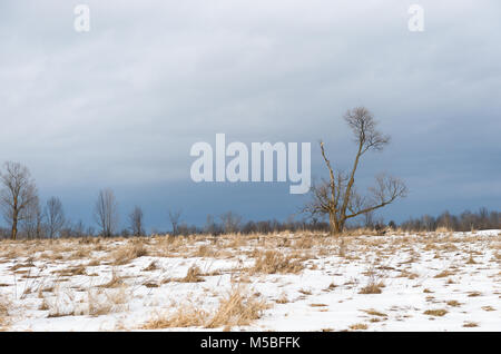 Il vecchio albero di Acero su terreni agricoli congelati Foto Stock