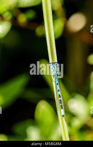 Libellula blu si siede sul prato con sfondo scuro Foto Stock