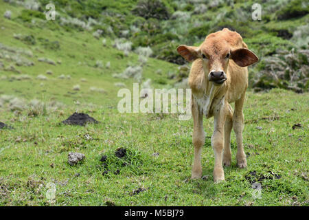 Un bambino Nguni mucca o vitello permanente sulla collina nei pressi della baia di caffè all'Oceano Indiano nel Capo orientale a selvatica costa del Sud Africa nel verde p Foto Stock