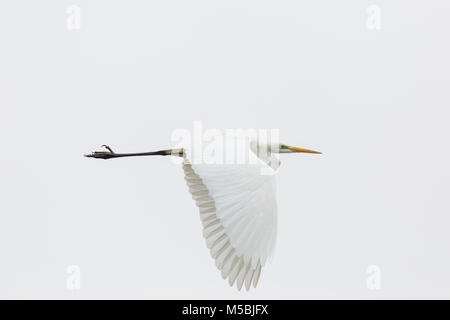 Ritratto naturale bianco grande garzetta (Egretta alba) battenti, diffondere le ali Foto Stock