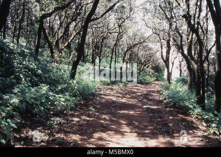 Ombroso percorso attraverso la foresta in Matheran, Maharashtra, India Foto Stock