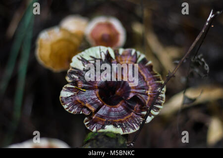 Testa a fungo, Ling zhi fungo su un vecchio pezzo di legno nella foresta pluviale tropicale Foto Stock