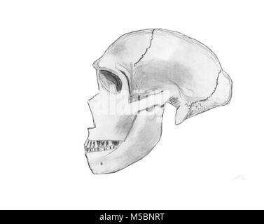 Schizzo a matita di Neanderthal (Homo Neanderthalis) cranio Foto Stock