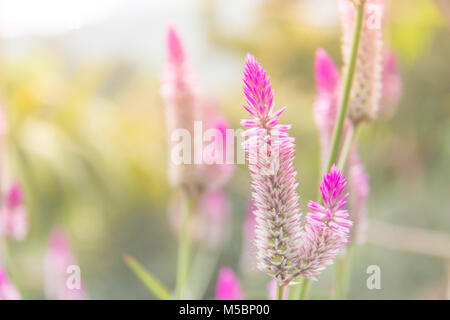 Celosia argentea viola e bianco, fiori di un bel colore rosa fenicottero celosia fiori di piume, Texture della bella viola tailandese cresta di gallo (Celosia Argente Foto Stock