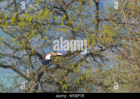 Uno naturale egiziano oca del Nilo (alopochen aegyptiaca) in volo, albero, rami Foto Stock