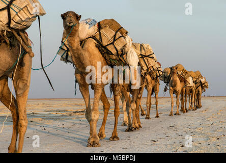 Dromedario caravan che trasportano il sale (halite) lastre sopra il lago di assale, Danakil depressione, regione di Afar, Etiopia Foto Stock