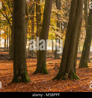 Bellissimi colori autunnali di una faggeta a Hertfordshire, Inghilterra Foto Stock