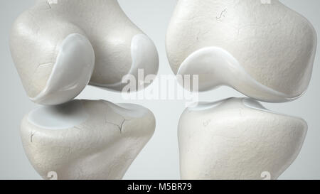 Articolazione di ginocchio con la cartilagine sana, fronte e retro- 3D Rendering Foto Stock