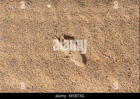 Footprint di piccole dimensioni sulla superficie sabbiosa/spiaggia con ghiaia grossa/sabbia Foto Stock