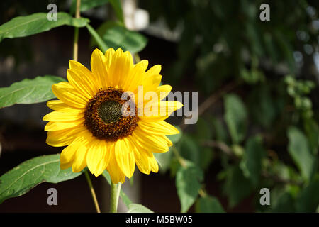 Girasole Foto Stock