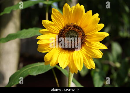 Girasole Foto Stock