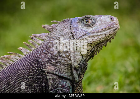 Close up di un iguana, innocuo rettile, messa a fuoco selettiva di una lucertola sul prato Foto Stock