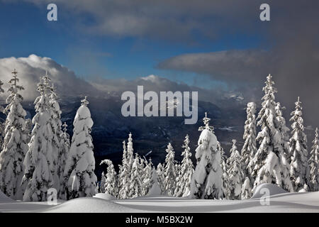 WASHINGTON - il sole sulla coperta di neve alberi lungo le piste per lo sci di fondo percorso sulla montagna Amabilis in Okanogan-Wenatchee National Forest. Foto Stock