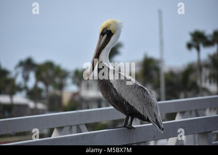 Testa gialla Pelican seduto su Bradenton Florida pier su Anna Maria Island in appoggio con ante chiuse Foto Stock
