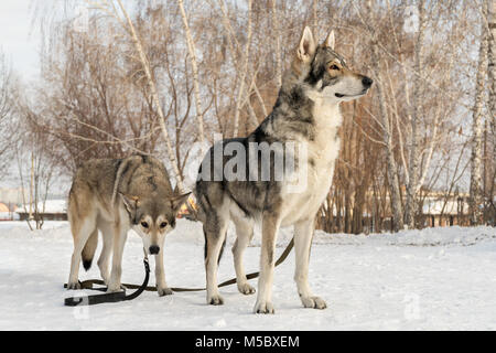 Bella maschio e femmina di Saarloos wolfhound in winter park Foto Stock