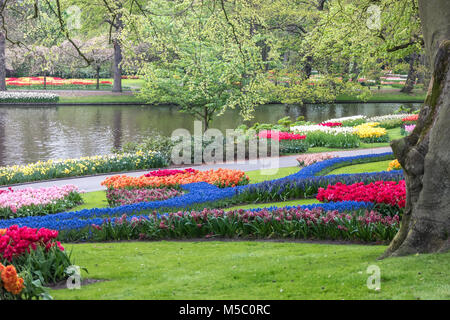 Spring tulip field in garden, Amsterdam, Netherlands Foto Stock