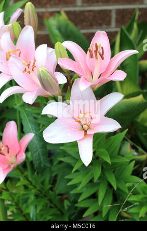 Blooming Lilium o gigli che crescono in una pentola Foto Stock