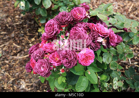 Marea di declino di Rose in piena fioritura Foto Stock