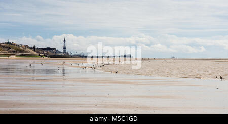 Gabbiani feed in pozze di marea sulla sabbia e fango di Blackpool Beach in un giorno d'estate con la mitica Torre di Blackpool e pontili in distanza. Foto Stock