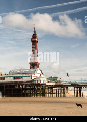 Blackpool, Inghilterra, Regno Unito - 1 Agosto 2015: un cane passeggiate sulla sabbia della spiaggia di Blackpool, sotto la mitica Torre di Blackpool e Blackpool North Pier su un su Foto Stock