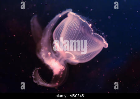 Ritratto di close-up di bella meduse galleggianti in ocean Foto Stock