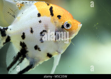 Pterophyllum scalare, a cui si fa riferimento anche come angelfish o freshwater angelfish Foto Stock