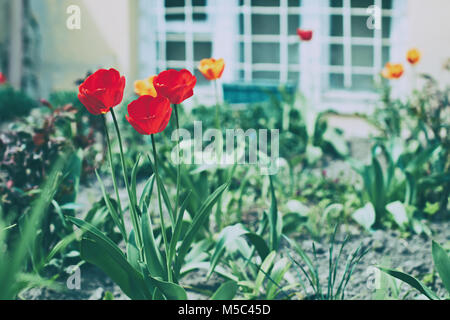 Tulipani rossi nel giardino di fronte al white semi-finestra nel seminterrato Foto Stock